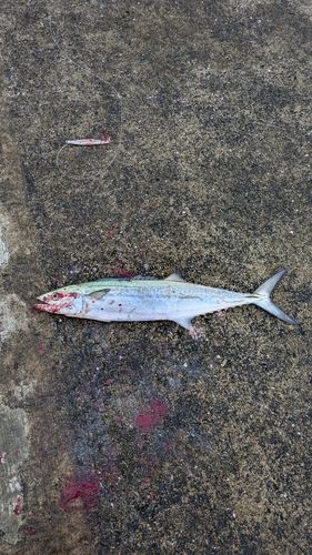 サゴシの釣果