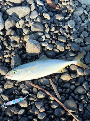 ワカシの釣果
