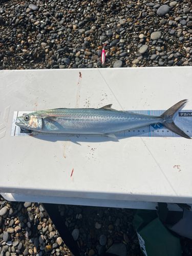 サゴシの釣果