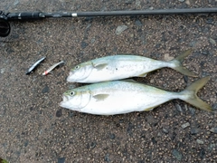 ツバスの釣果
