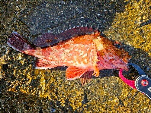 カサゴの釣果