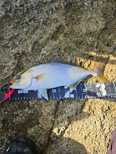 ショゴの釣果