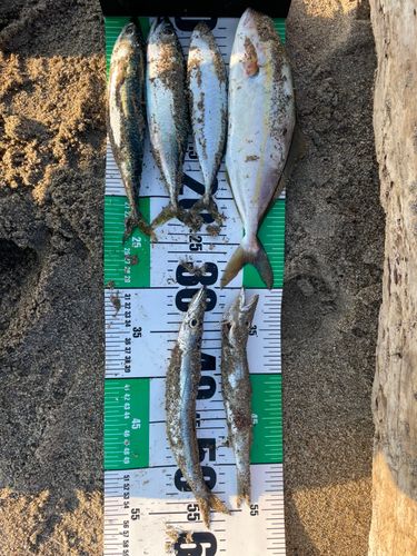 ショゴの釣果