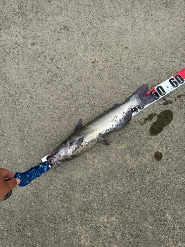 アメリカナマズの釣果