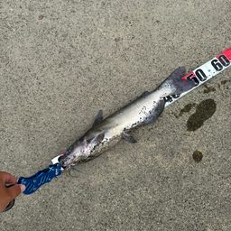 アメリカナマズ