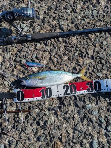 ワカシの釣果