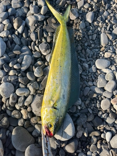 シイラの釣果