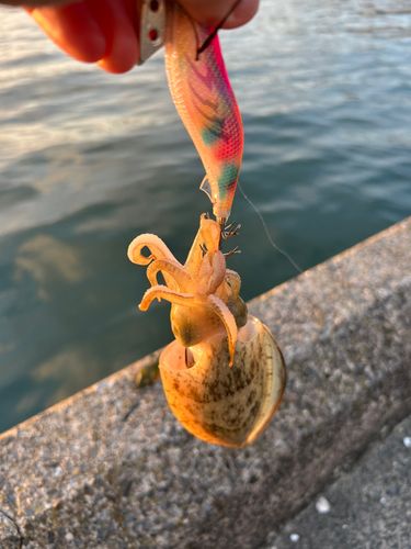 コウイカの釣果