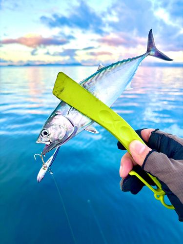 スマカツオの釣果