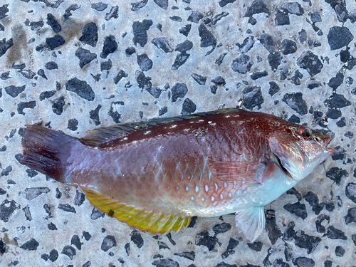 ベラの釣果