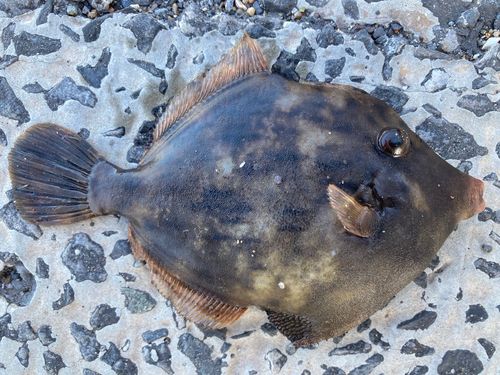 カワハギの釣果