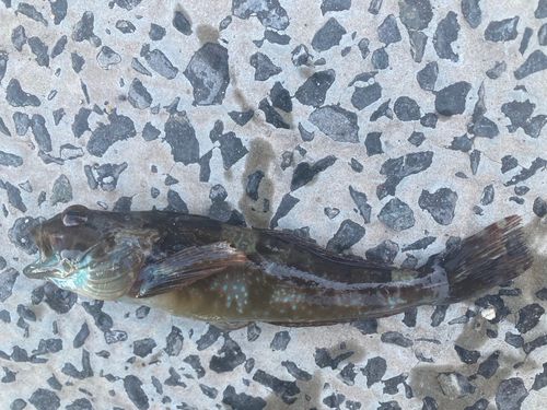 アナハゼの釣果