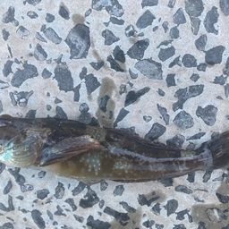 アナハゼ
