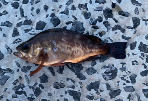メバルの釣果