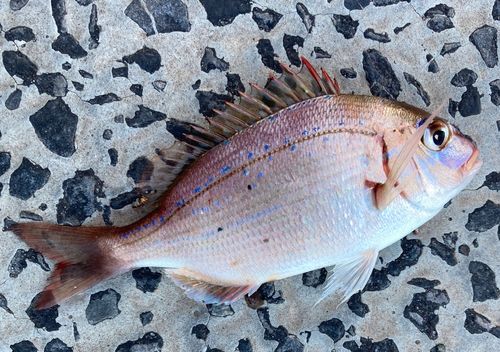 チダイの釣果