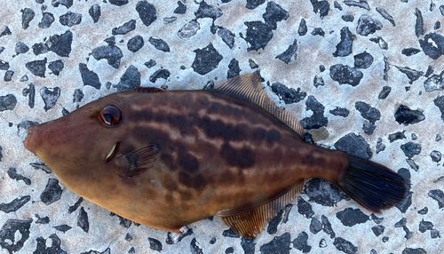 ウマヅラハギの釣果