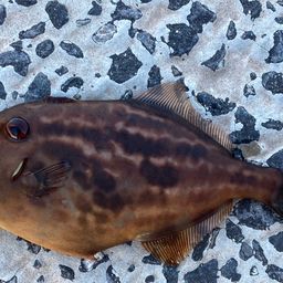 ウマヅラハギ