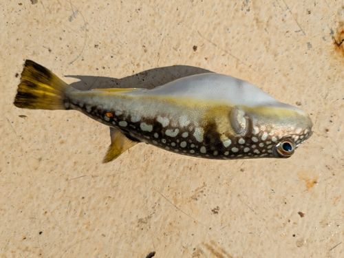 フグの釣果