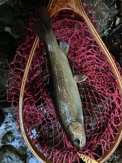 イワナの釣果