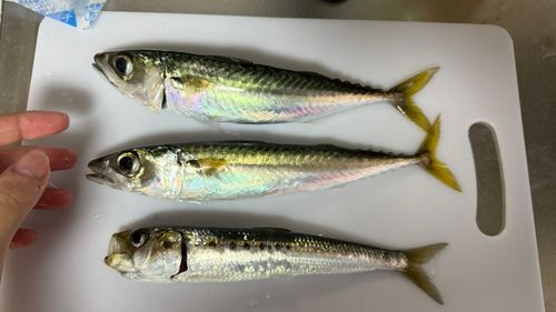 サバの釣果