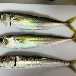 サバ