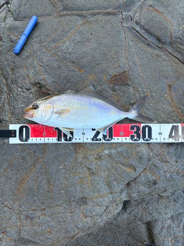 ショゴの釣果
