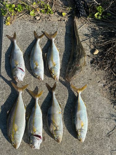 ショゴの釣果