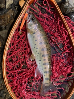 ヤマメの釣果