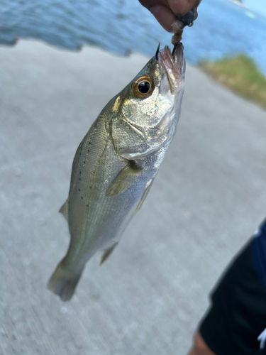 セイゴ（タイリクスズキ）の釣果