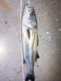 スズキの釣果