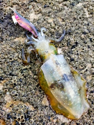 アオリイカの釣果