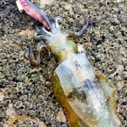 アオリイカ