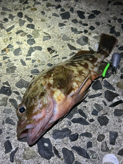 カサゴの釣果