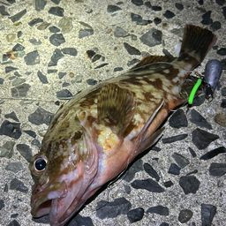 カサゴ