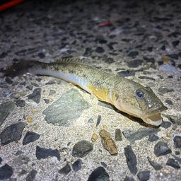 マハゼ