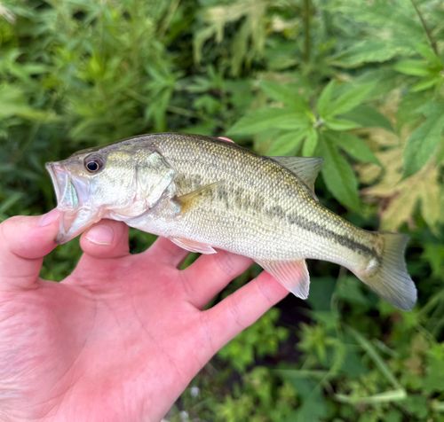 ブラックバスの釣果