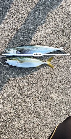 サゴシの釣果
