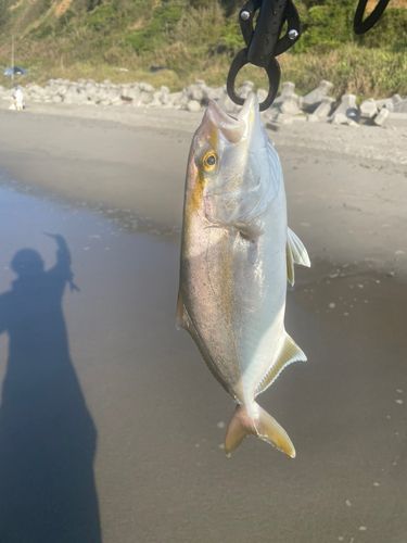 ショゴの釣果