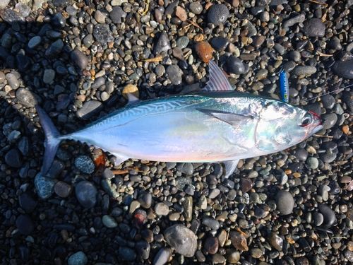 ヒラソウダの釣果