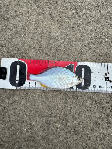 ダントウボウの釣果