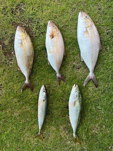 ショゴの釣果