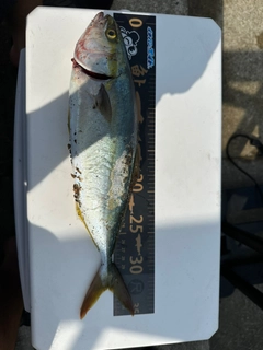 ツバスの釣果