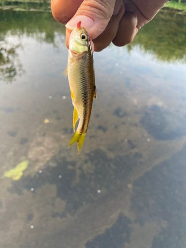 モツゴの釣果