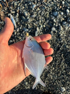 コバンアジの釣果