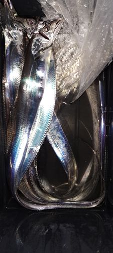 タチウオの釣果