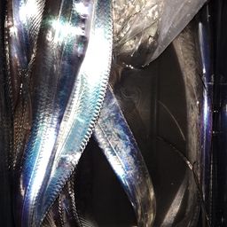 タチウオ