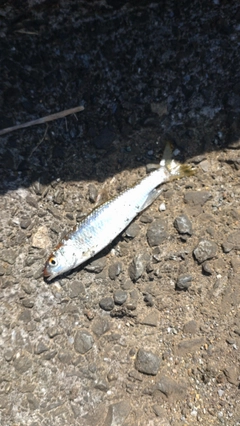 カワムツの釣果