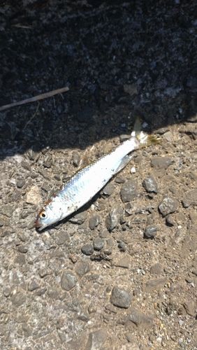 カワムツの釣果
