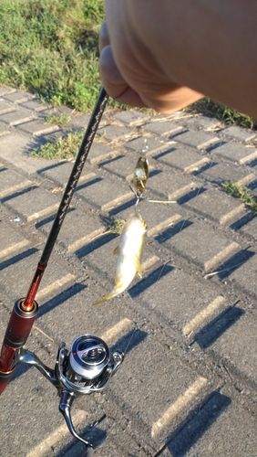 カワムツの釣果