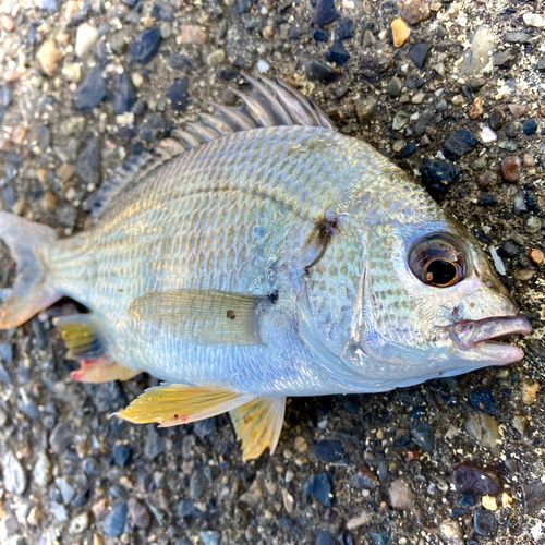 キビレの釣果